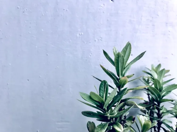 ΗιπποΖινο Καζίνο Υποστηριξη